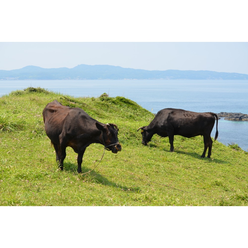 あきんど 壱岐牛入り柚子キーマカレー 518