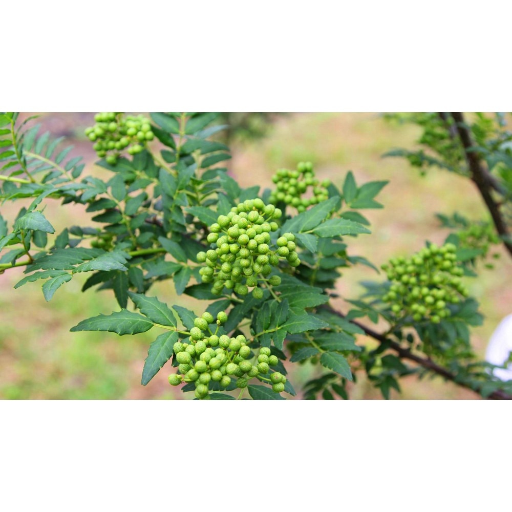 あきんど 調味料 山椒砂糖醤油 200ml 0585