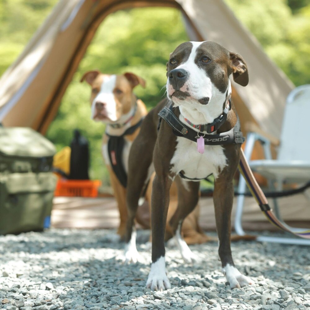 ホールアース（Whole Earth） Pet Harness ペット ハーネス WE2MDZ55 BEG ベージュ 散歩 おでかけ ペット用品