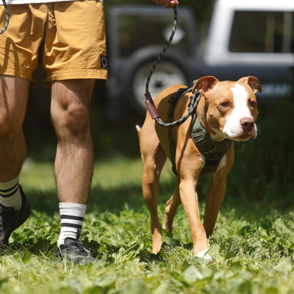 ホールアース（Whole Earth） Pet Harness ペット ハーネス WE2MDZ55 BEG ベージュ 散歩 おでかけ ペット用品